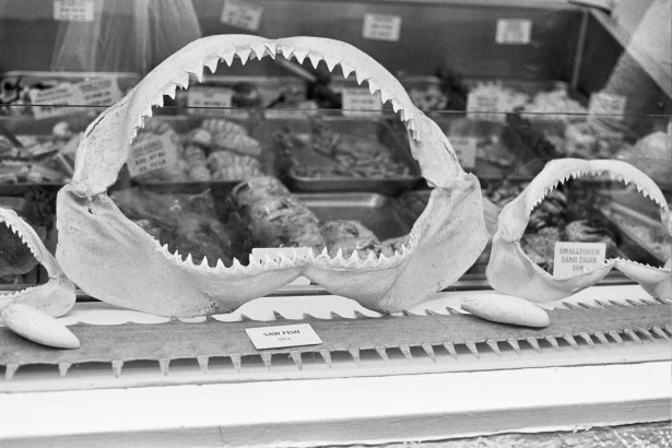 Autosave-File vom d-lab2/3 der AgfaPhoto GmbH